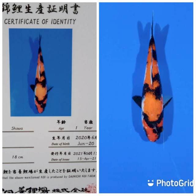 Showa dainichi
