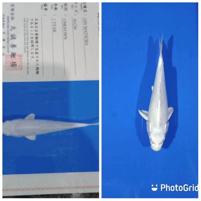 Gin matsuba marusei tosai