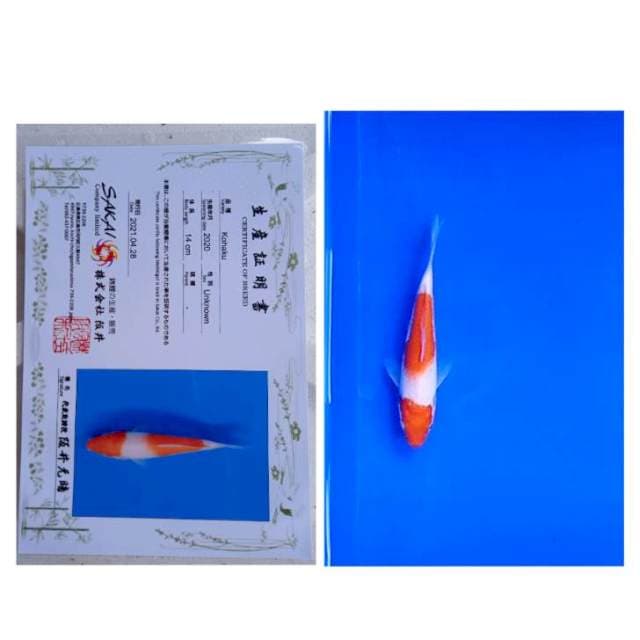 Kohaku Tosai Sakai Ltd