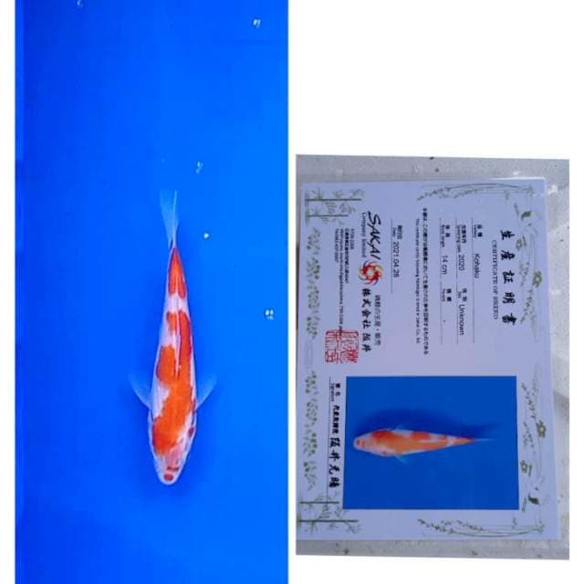 Kohaku Import Sakai Ltd