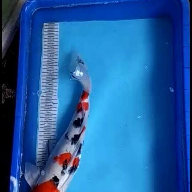 SQ Tsubosumi punuk 55cm