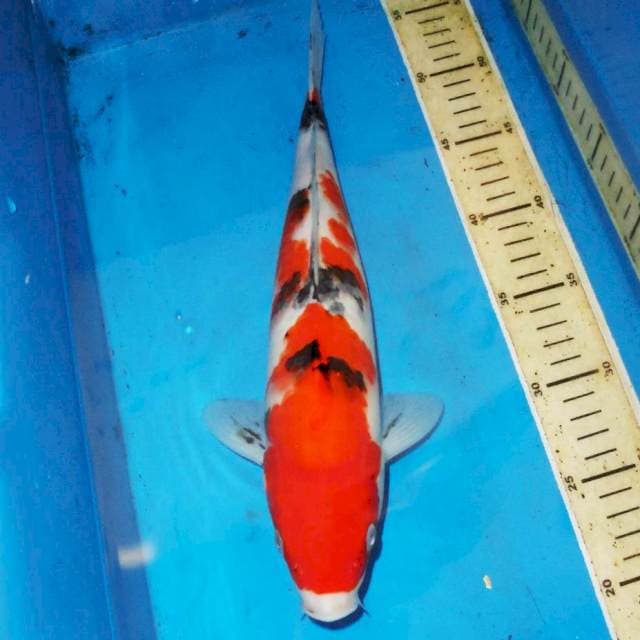 35cm F1 SANKE BAGUS