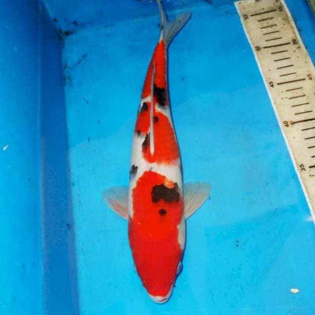 33cm F1 SANDAN SANKE