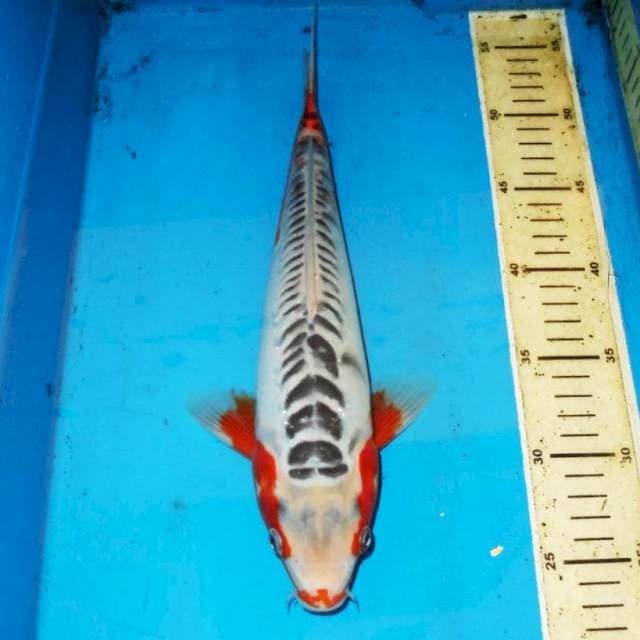 33cm HANA SHUSUI