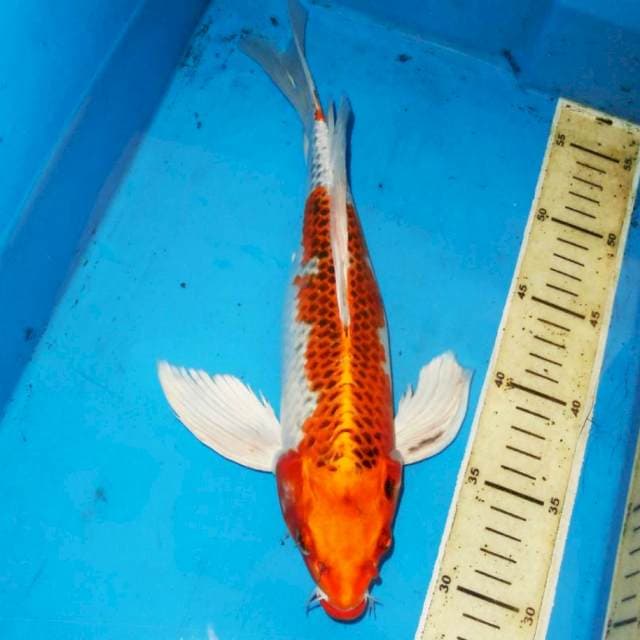 33cm BUTTERFLY KUJAKU ANTIK