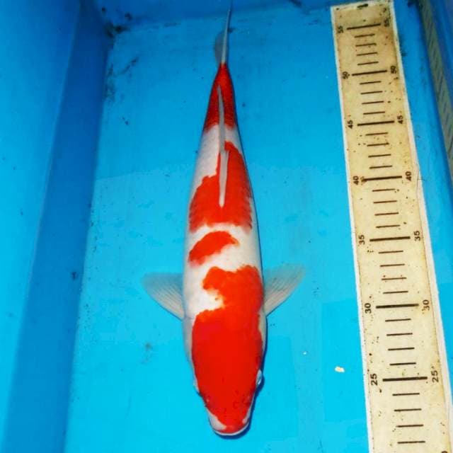 36cm F1 KOHAKU MERONA