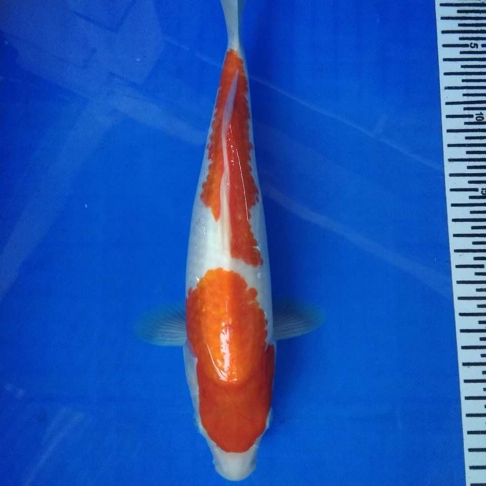 kohaku 2 step