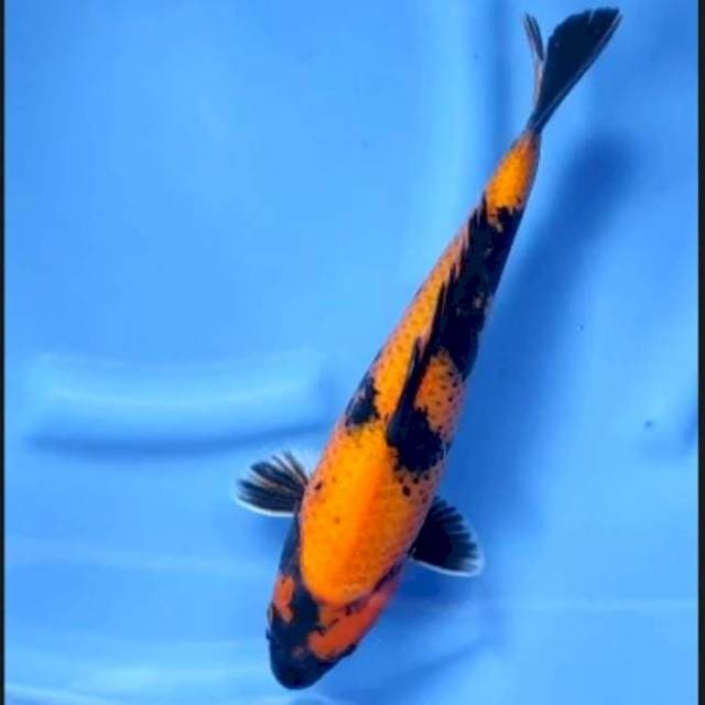 8. Utsuri || 33 cm