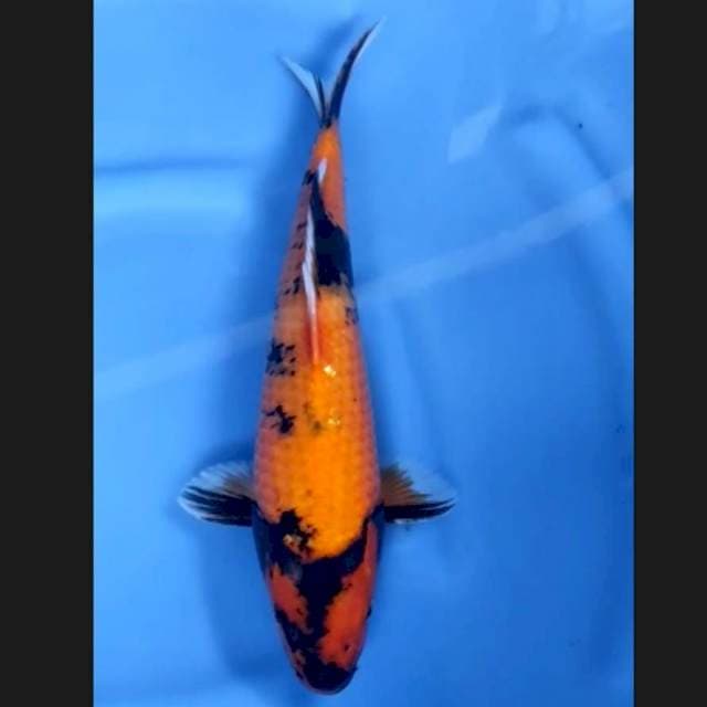 10. Hi Showa || 35 cm