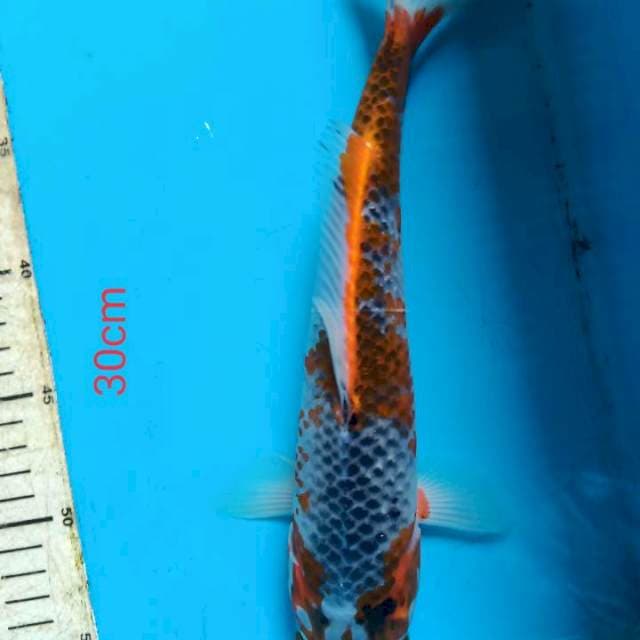 Goshiki 30cm