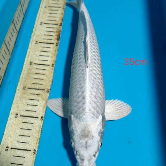 Mukash 35cm