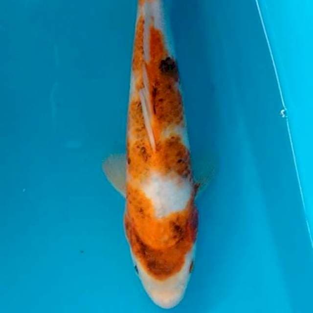 Aigoromo 23cm