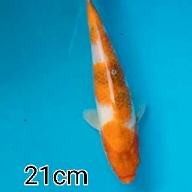 Aigoromo 21cm