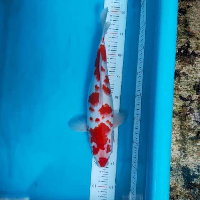 Kohaku 33 cm