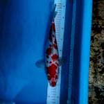 Kohaku 33 cm