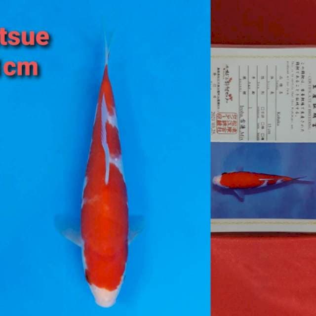 Matsue Kohaku 18cm certy