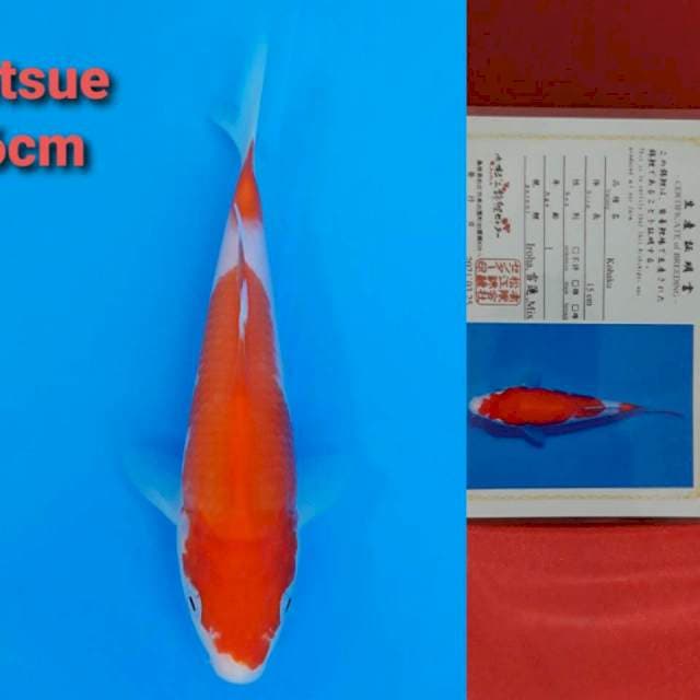 Matsue Kohaku 16cm certy