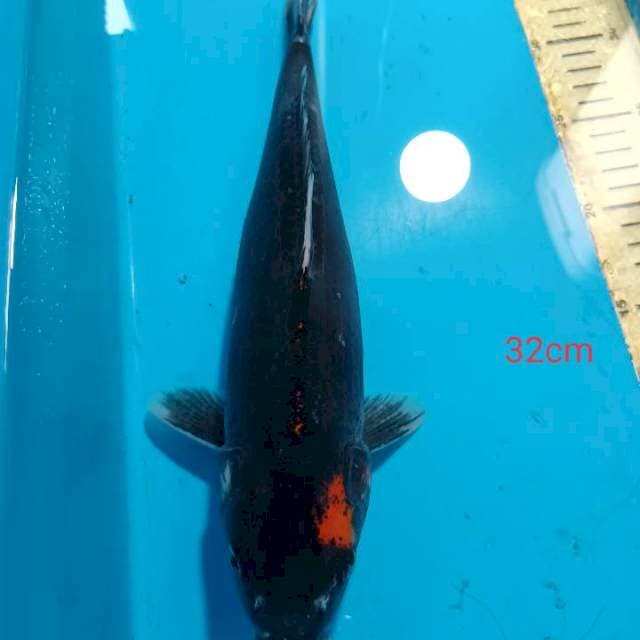Black dragon 33cm