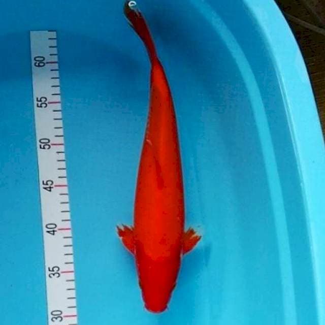 Benigoi red strong 35 cm