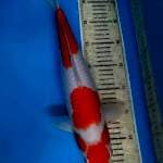 42 cm F kohaku