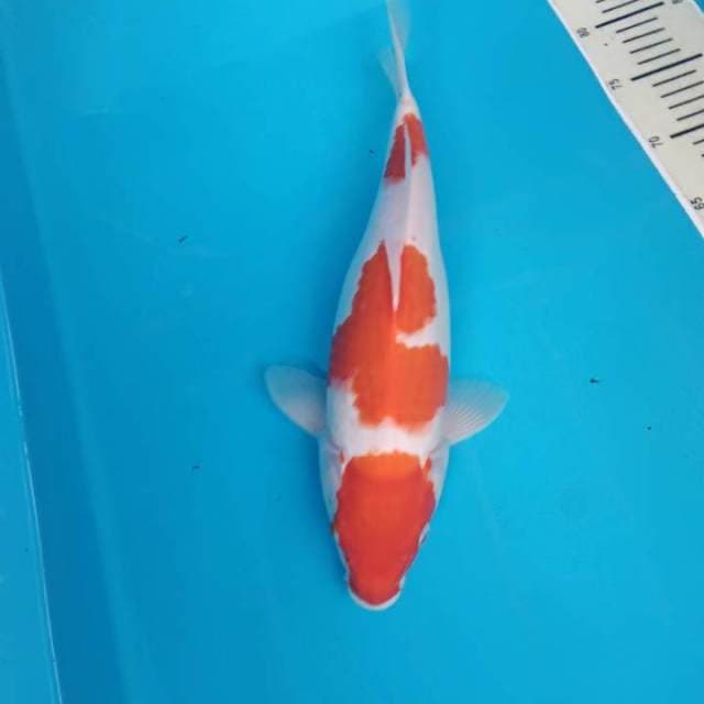 Kohaku