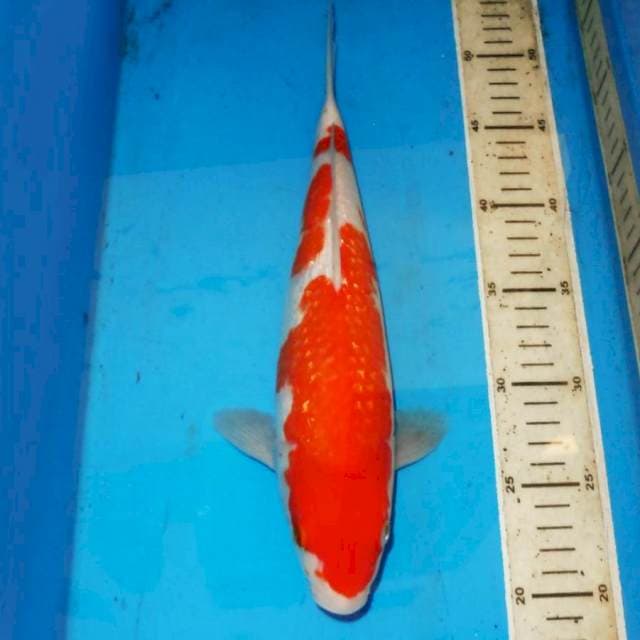 KINGINRIN KOHAKU 33cm