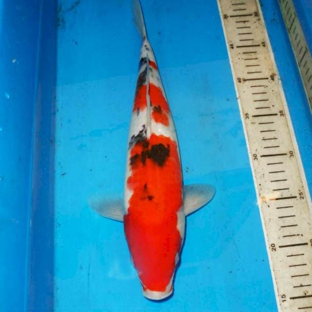 SANKE PERFECT 36cm