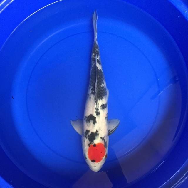 Jumbo 39 cm Tancho showa