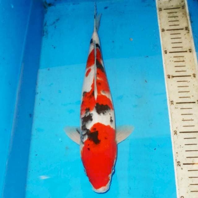 SANKE RED DEVIL 35cm