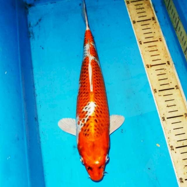 KUJAKU MURNI 33cm