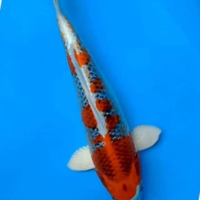 Kujaku