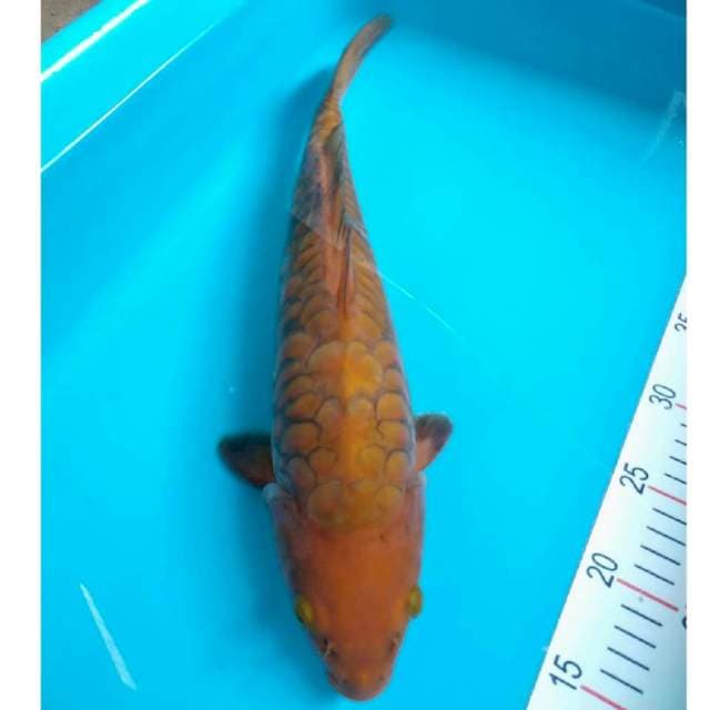 Chagoi Aragoke Jumbo 40cm