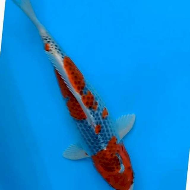 Goshiki
