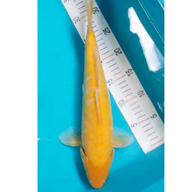 Karashi Aragoke Jumbo 38cm