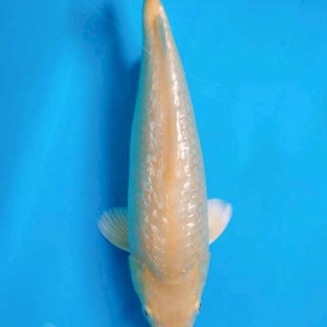 Karashi Ginrin Punuk 32cm