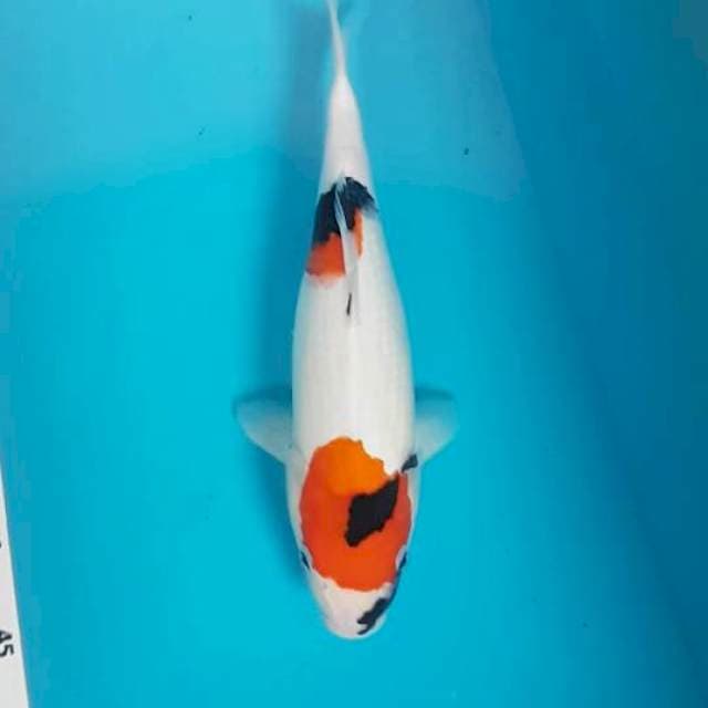 Showa 35 cm