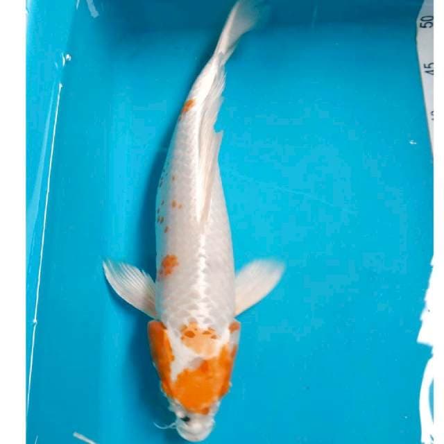 Kohaku hikari Jumbo 39cm