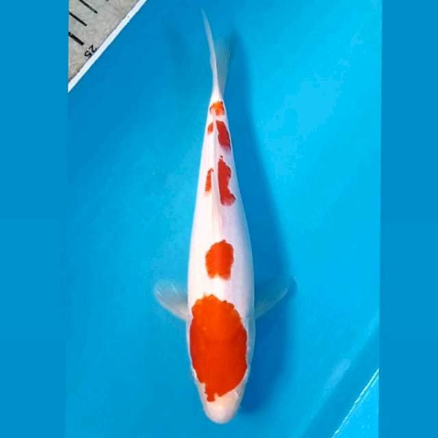 Kohaku, 21 cm