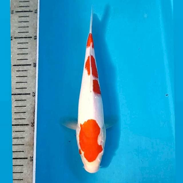 Kohaku, 25 cm