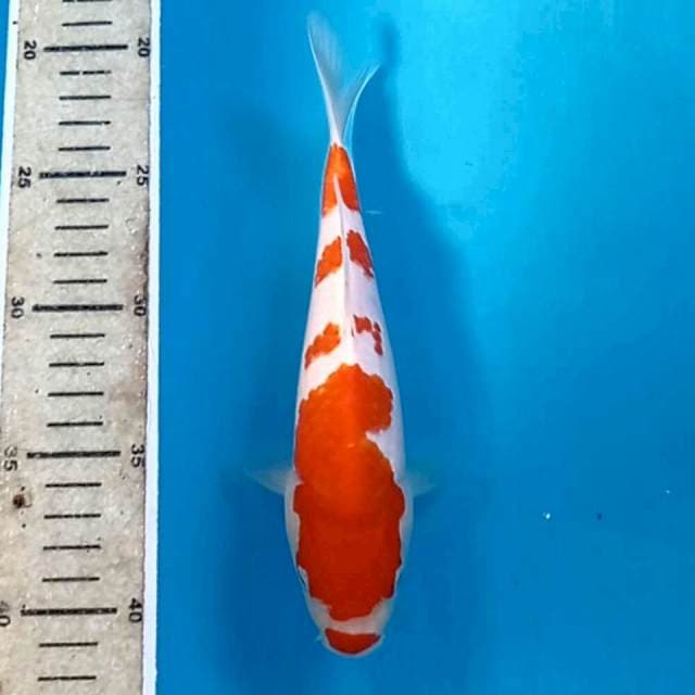 Kohaku, 20cm