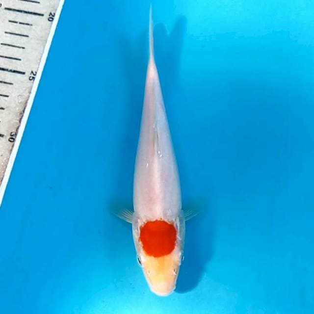 Tancho kohaku, 19 cm