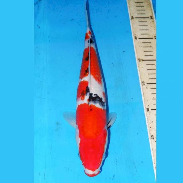 YONDAN SANKE 33cm