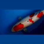 Sanke Jumbo -+60cm