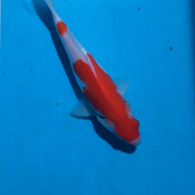 Kohaku
