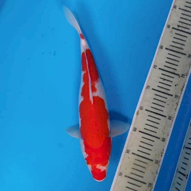 Kohaku merraah ~37