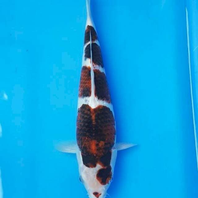 BUDO GOROMO 30CM