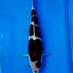 BUDO GOROMO 30CM
