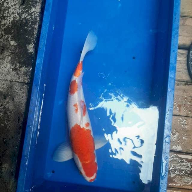 Kohaku 50bu jumbo