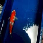Kohaku 35bu