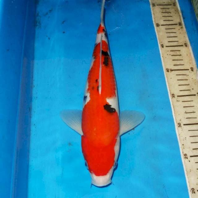 32cm HQ SANKE ORI